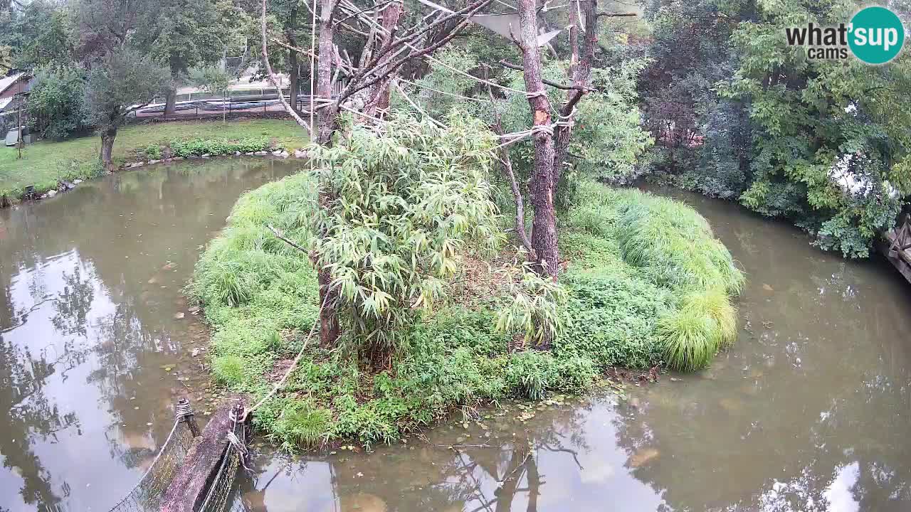 Südlicher Gelbwangen-Schopfgibbon Zoo Ljubljana webcam