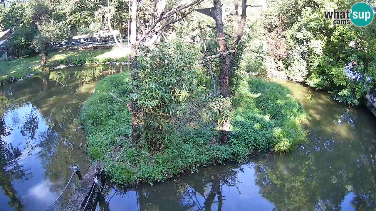 Gibbon à joues jaunes Zoo Ljubljana live cam