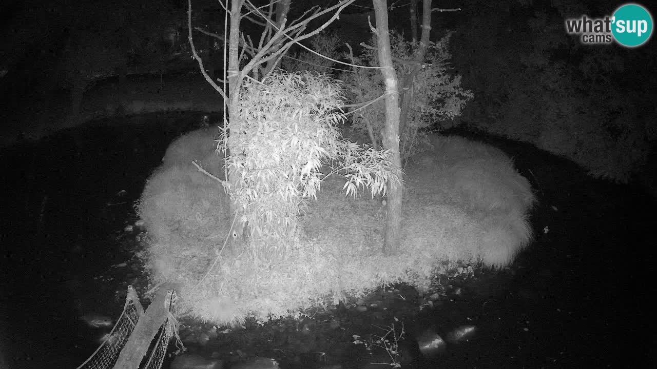 Gibbon à joues jaunes Zoo Ljubljana live cam