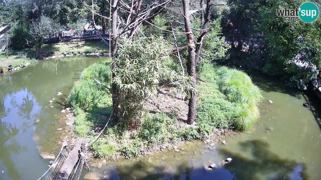 Gibbon à joues jaunes Zoo Ljubljana live cam