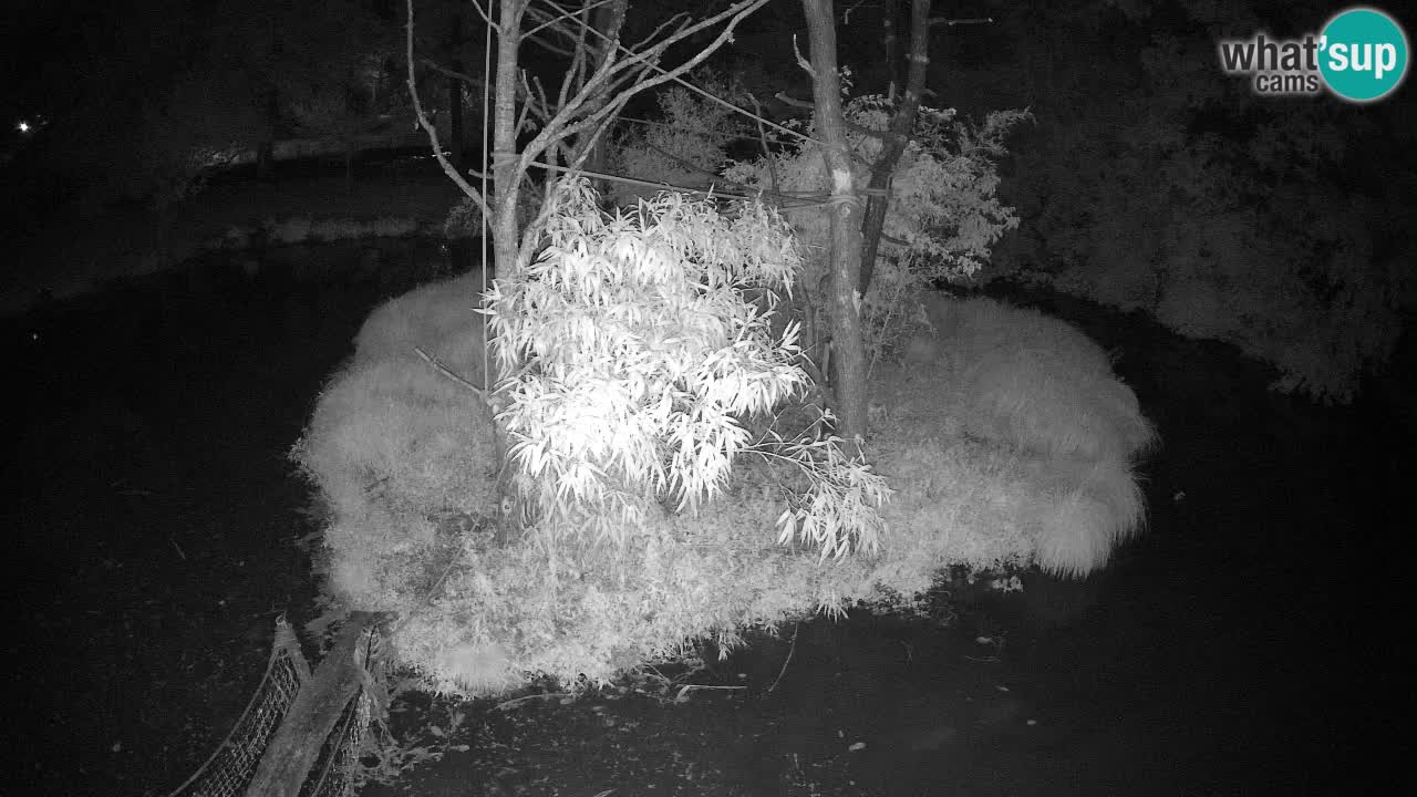 Yellow-cheeked gibbon Zoo Ljubljana livecam