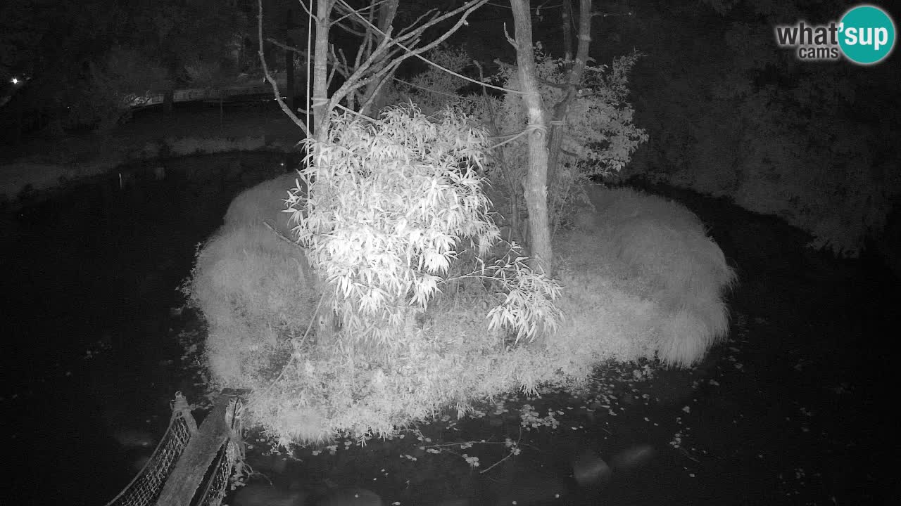 Gibbon à joues jaunes Zoo Ljubljana live cam