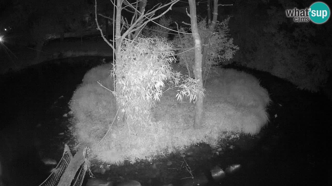Yellow-cheeked gibbon Zoo Ljubljana livecam
