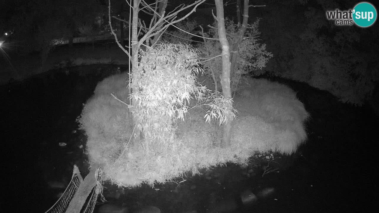 Yellow-cheeked gibbon Zoo Ljubljana livecam