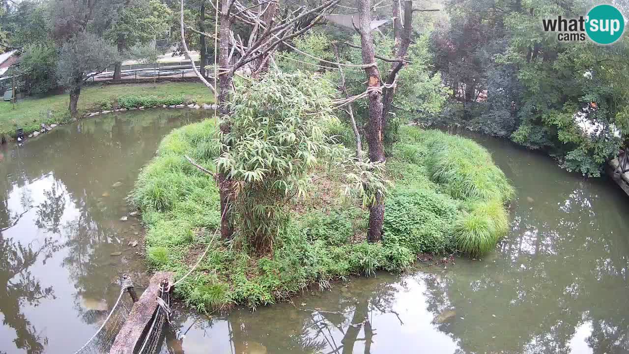 Gibbon à joues jaunes Zoo Ljubljana live cam