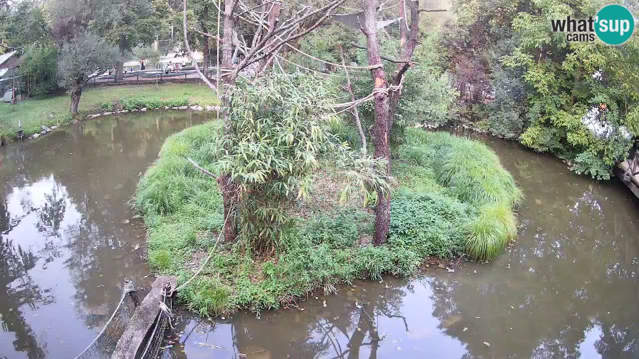 Gibbon à joues jaunes Zoo Ljubljana live cam