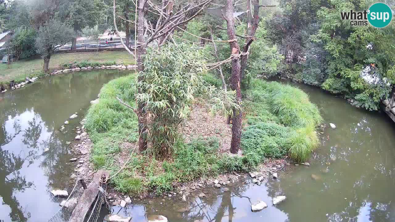 Südlicher Gelbwangen-Schopfgibbon Zoo Ljubljana webcam