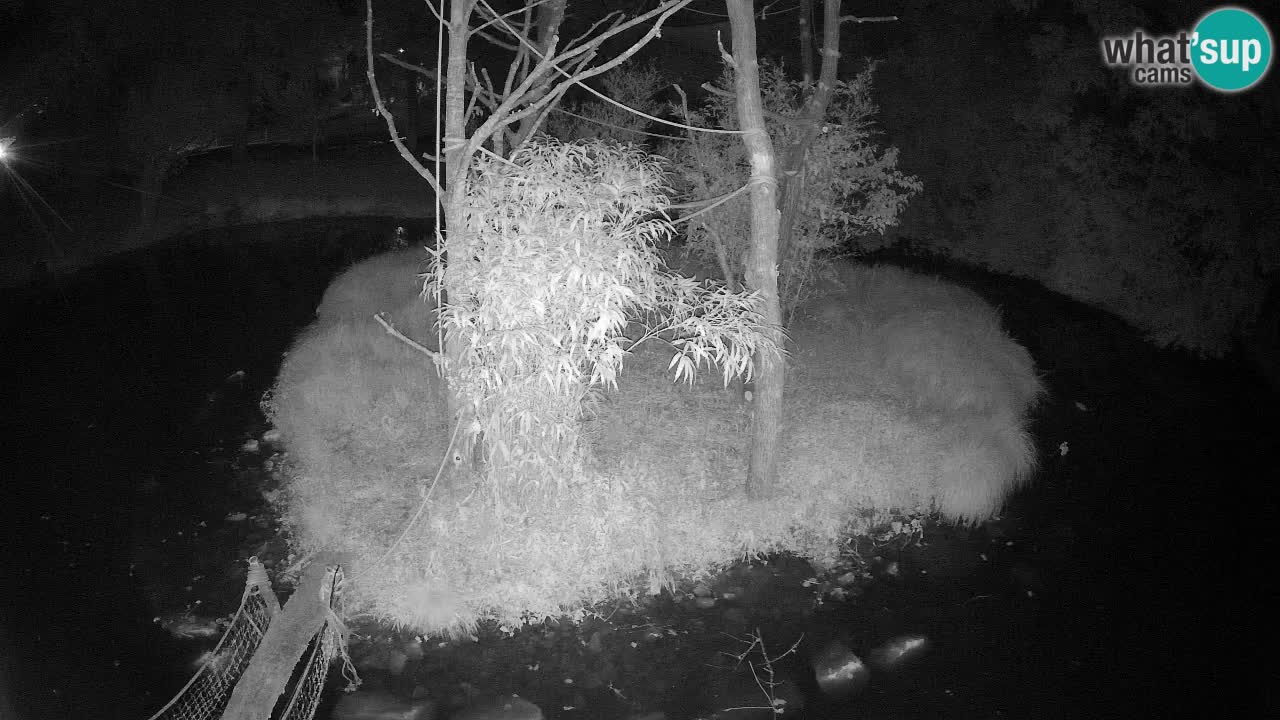 Südlicher Gelbwangen-Schopfgibbon Zoo Ljubljana webcam
