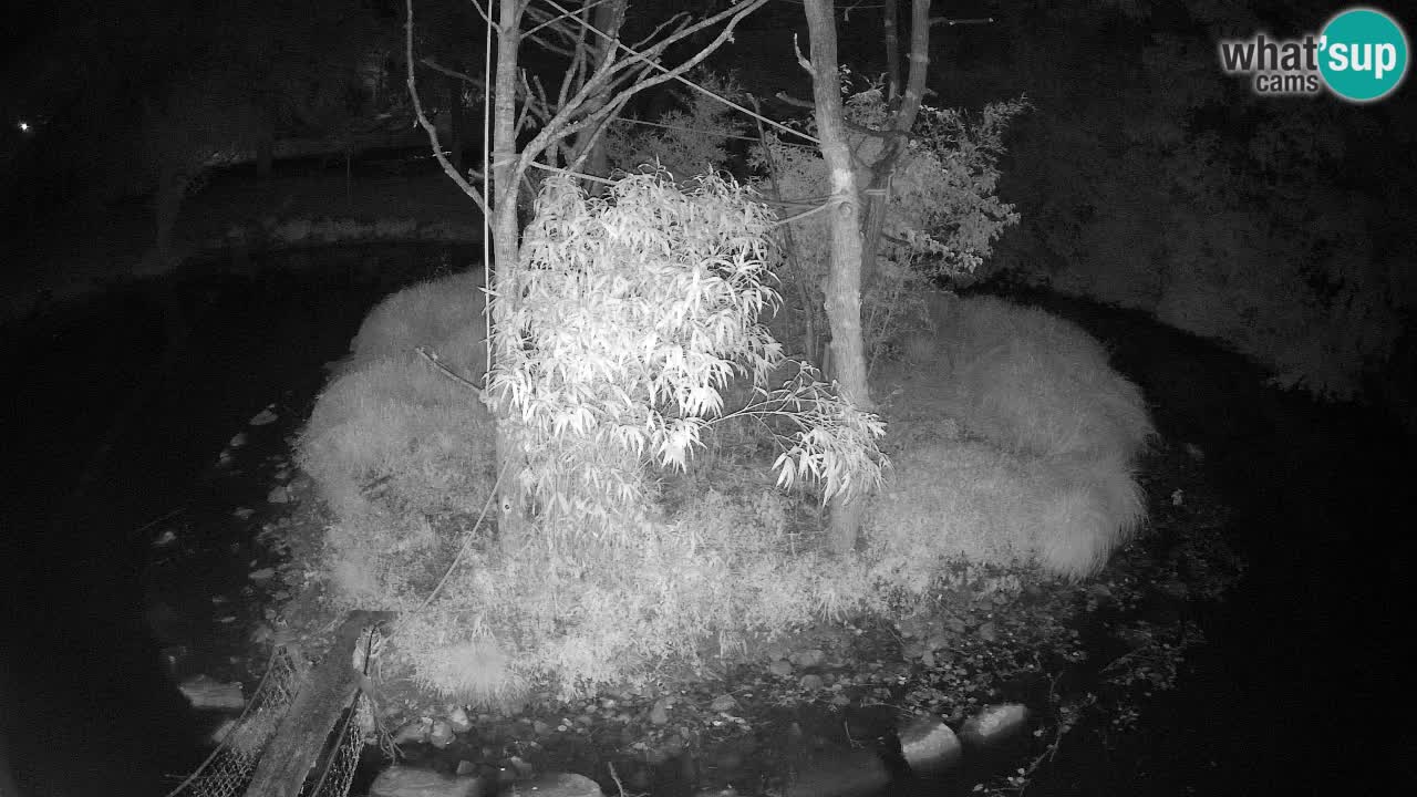 Südlicher Gelbwangen-Schopfgibbon Zoo Ljubljana webcam