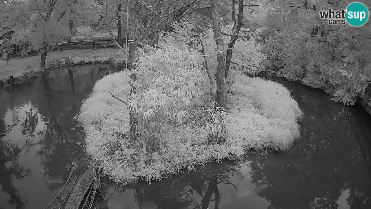 Südlicher Gelbwangen-Schopfgibbon Zoo Ljubljana webcam
