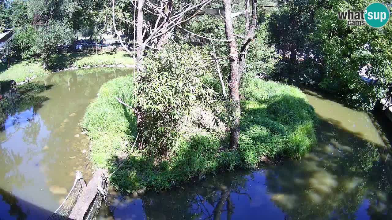 Gibbon à joues jaunes Zoo Ljubljana live cam