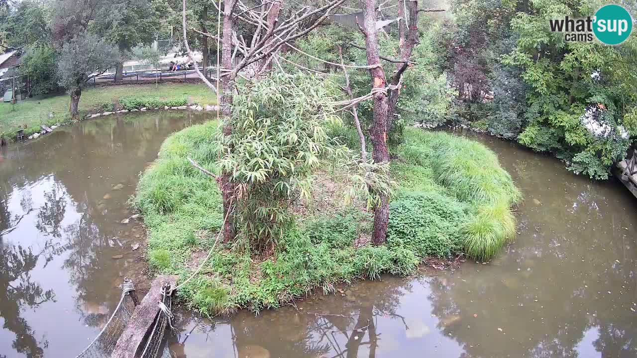 Südlicher Gelbwangen-Schopfgibbon Zoo Ljubljana webcam