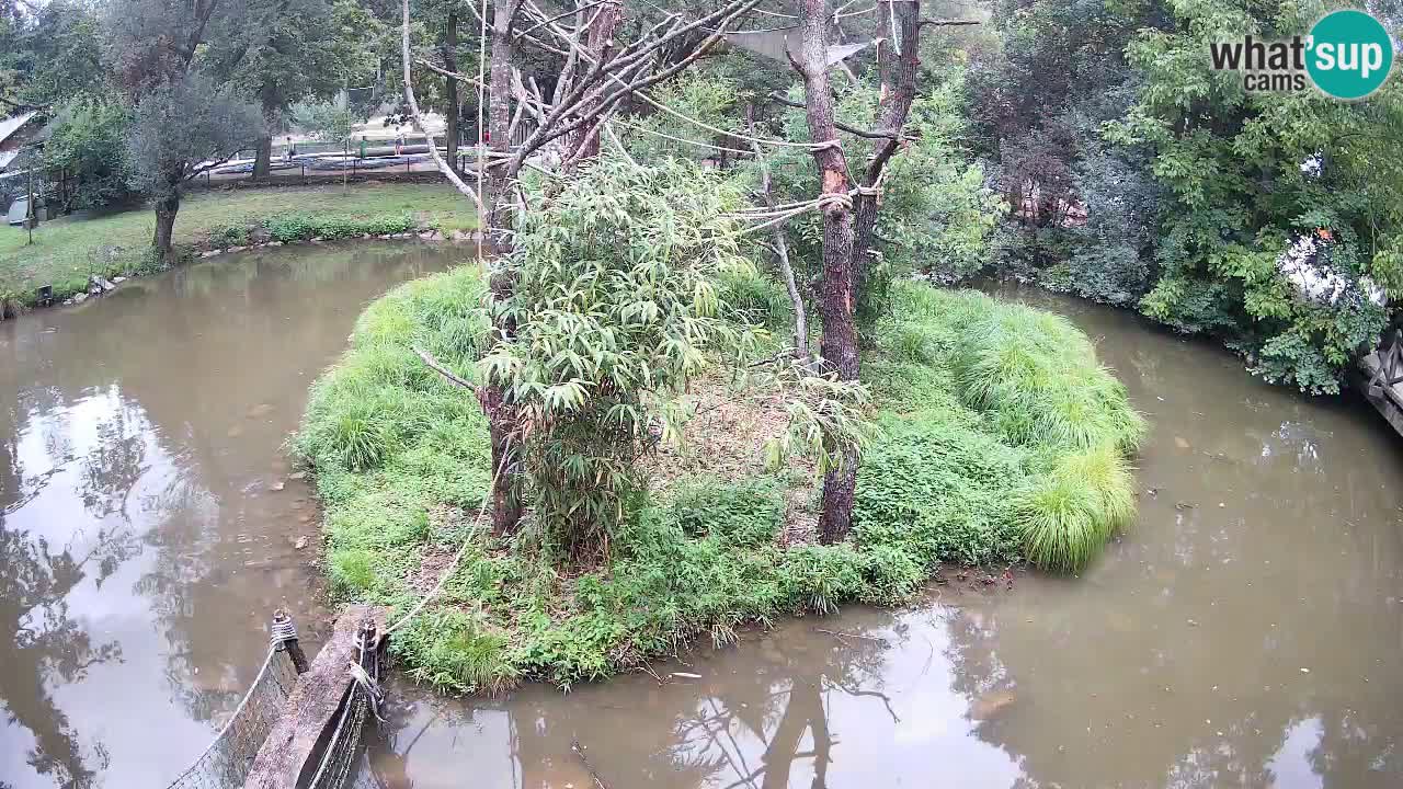 Yellow-cheeked gibbon Zoo Ljubljana livecam