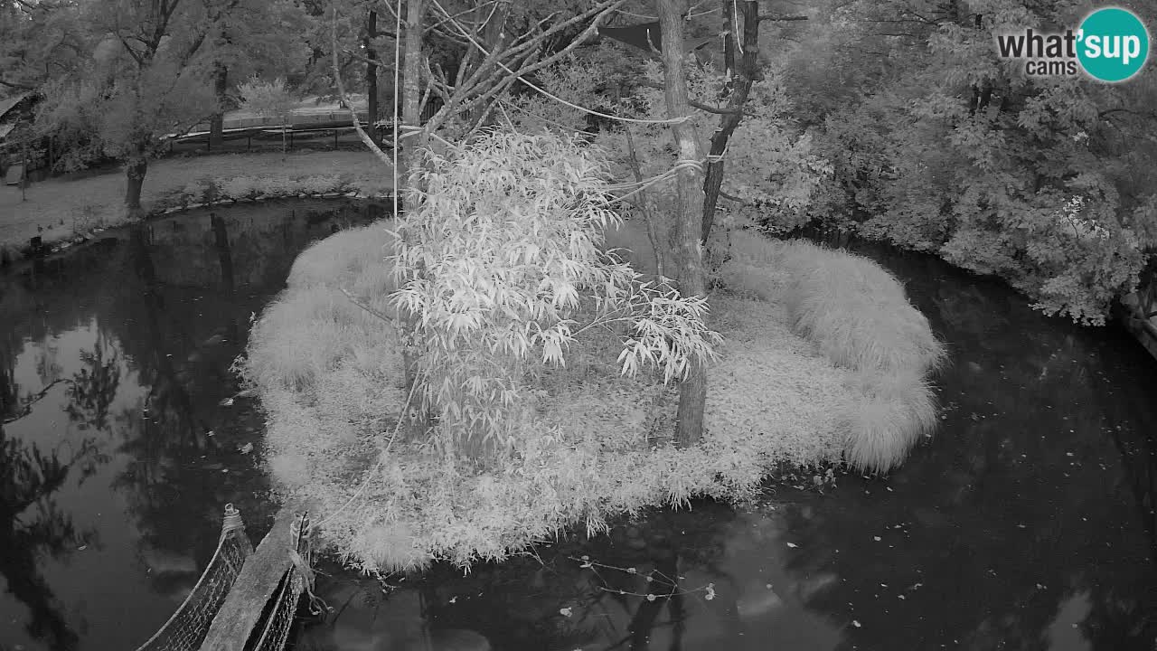 Gibbon à joues jaunes Zoo Ljubljana live cam