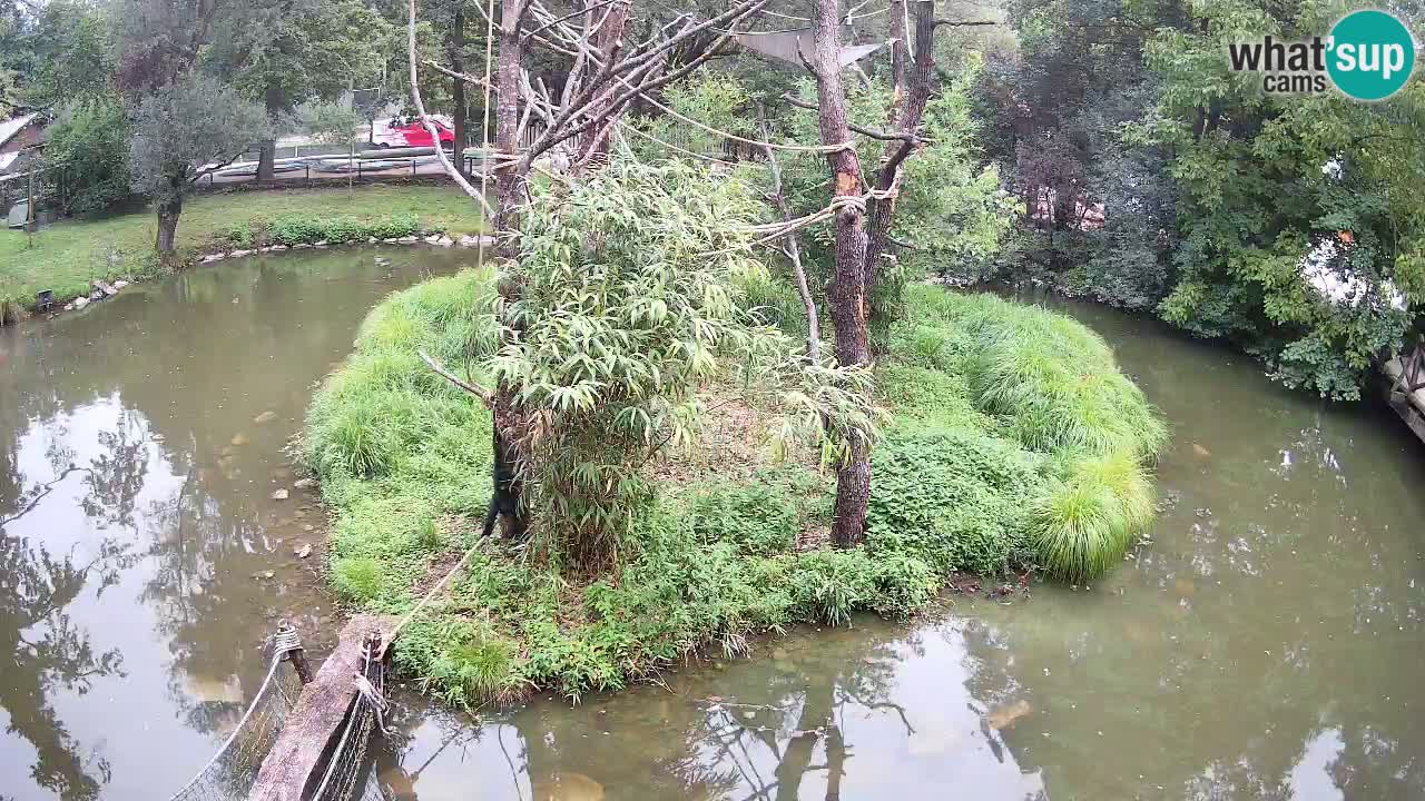 Yellow-cheeked gibbon Zoo Ljubljana livecam