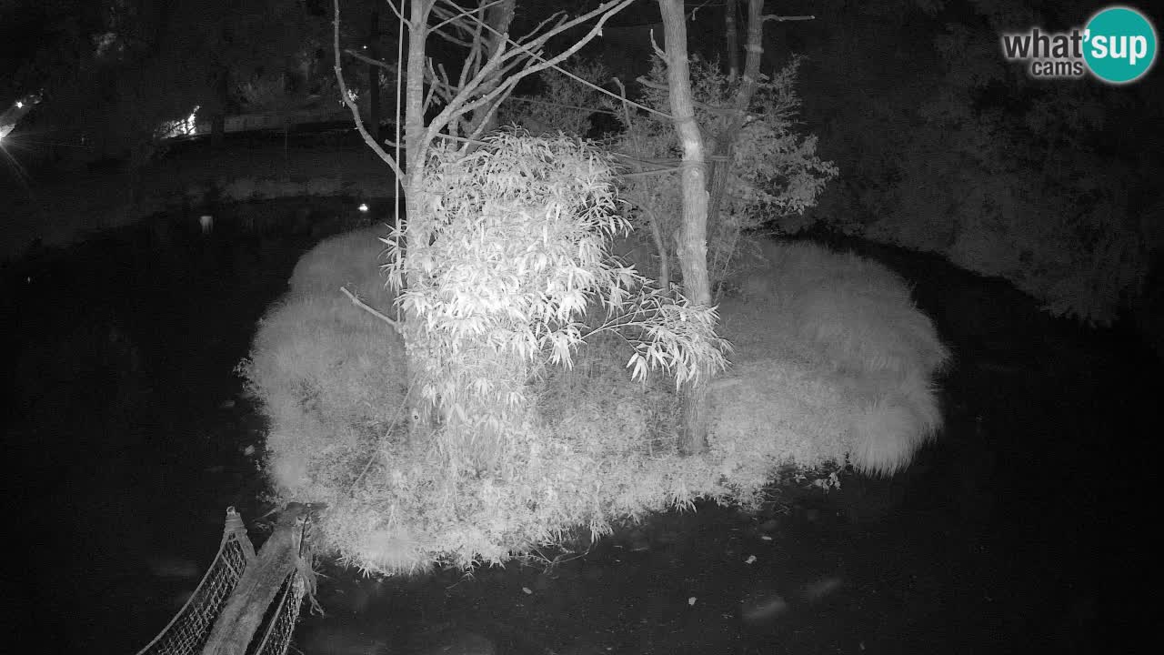 Südlicher Gelbwangen-Schopfgibbon Zoo Ljubljana webcam