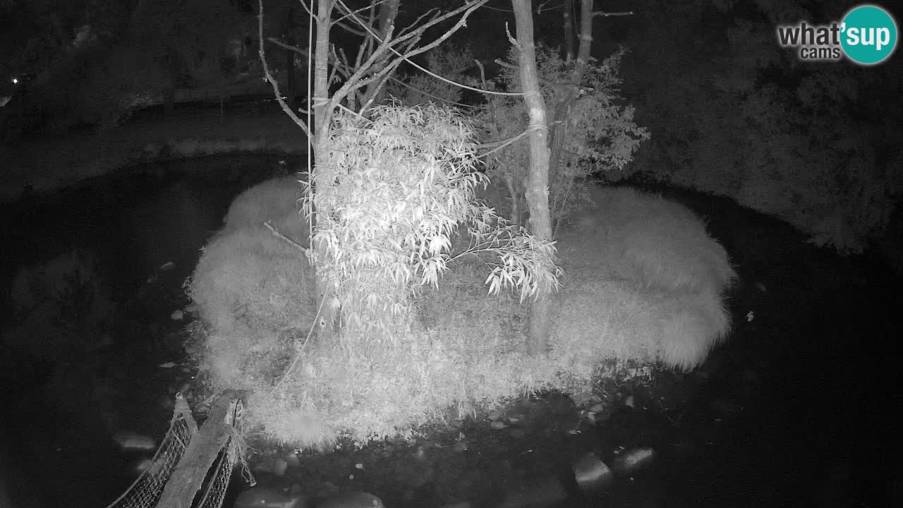 Südlicher Gelbwangen-Schopfgibbon Zoo Ljubljana webcam