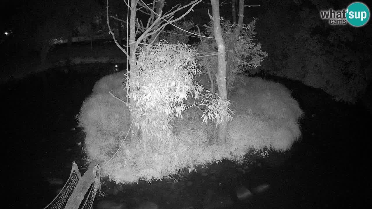 Gibon – Nomascus gabriellae – Zoo Ljubljana web kamera