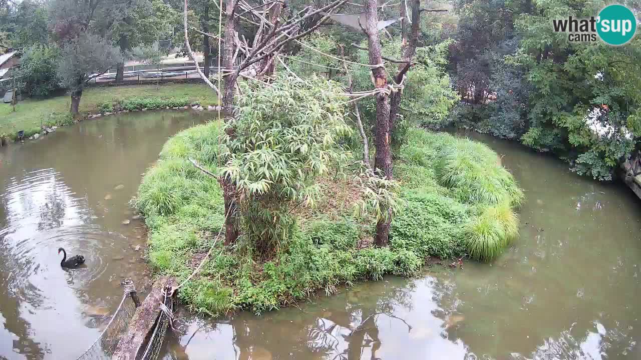 Gibbon à joues jaunes Zoo Ljubljana live cam