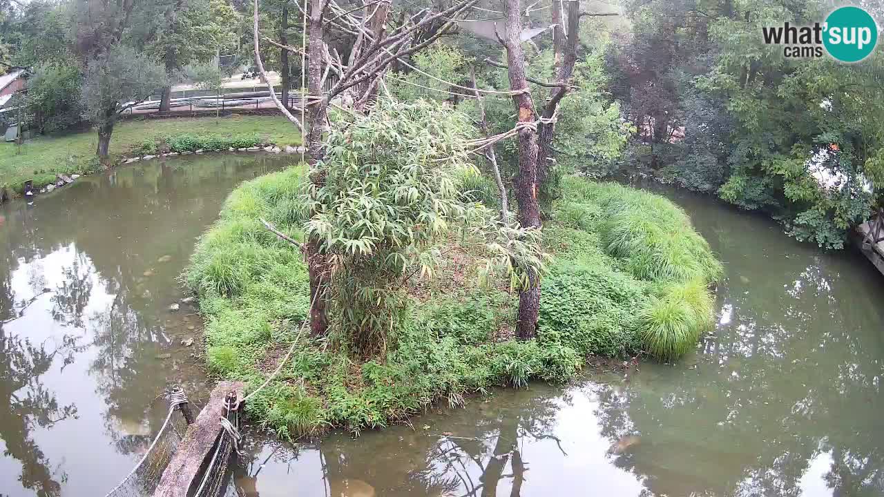 Südlicher Gelbwangen-Schopfgibbon Zoo Ljubljana webcam