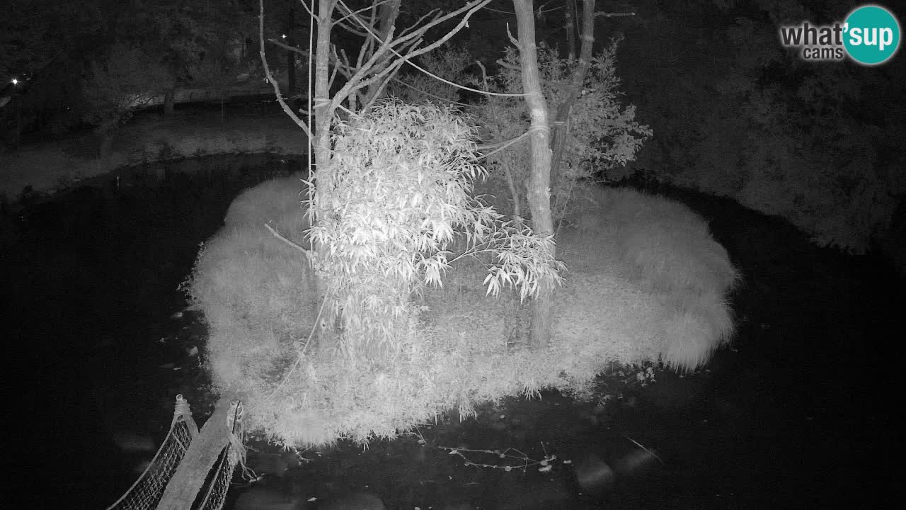 Gibbon à joues jaunes Zoo Ljubljana live cam