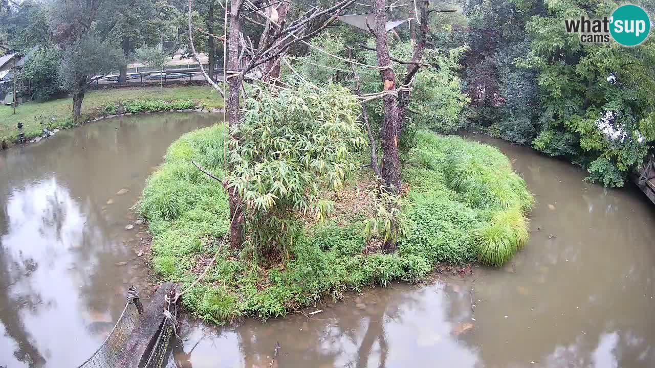Gibbon à joues jaunes Zoo Ljubljana live cam