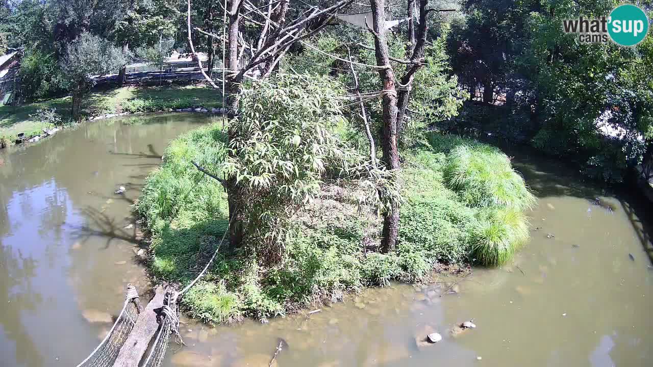 Yellow-cheeked gibbon Zoo Ljubljana livecam