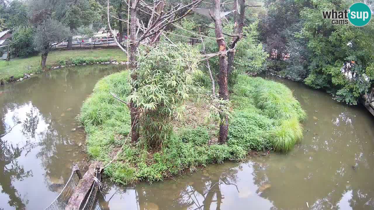 Südlicher Gelbwangen-Schopfgibbon Zoo Ljubljana webcam