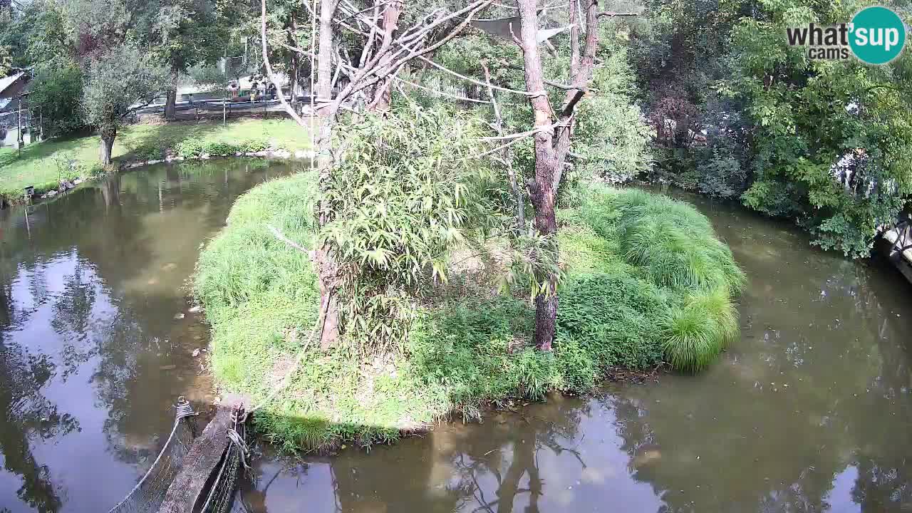 Gibbon à joues jaunes Zoo Ljubljana live cam