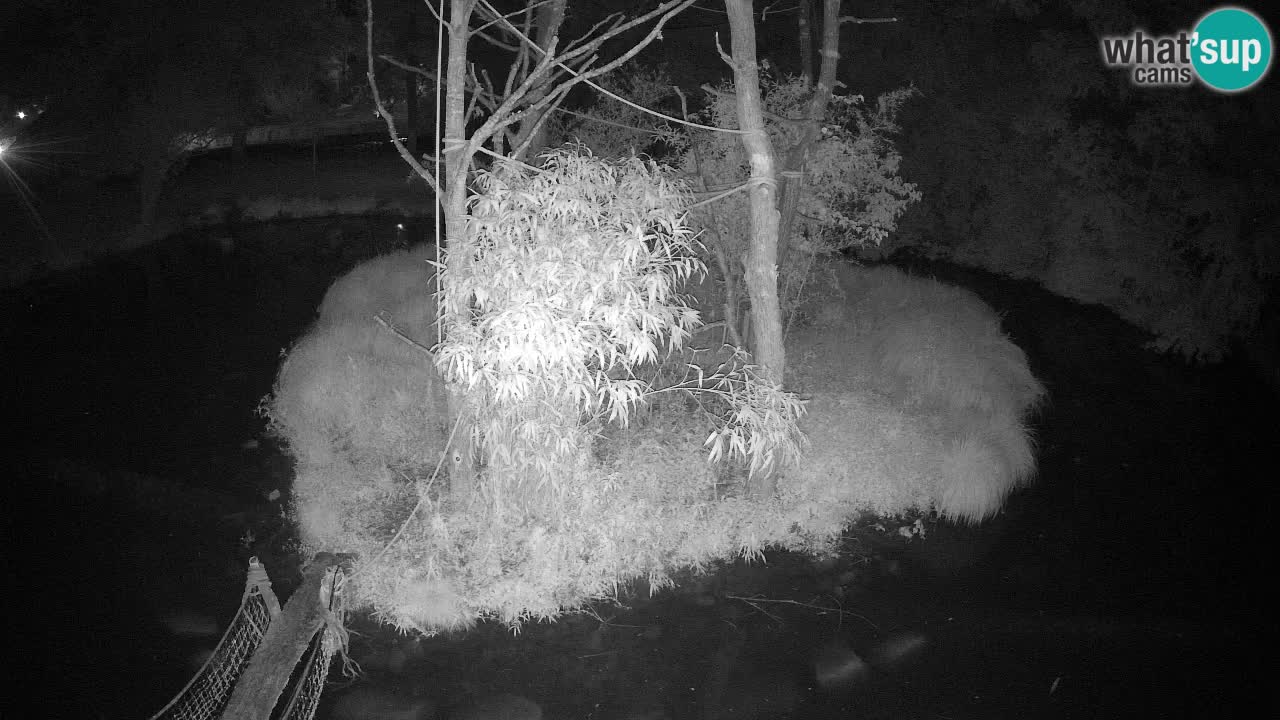 Gibbon à joues jaunes Zoo Ljubljana live cam