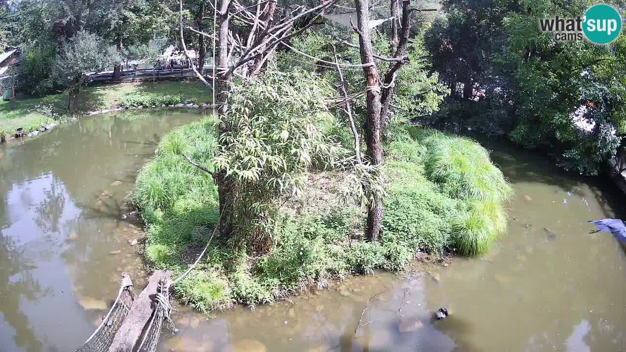 Südlicher Gelbwangen-Schopfgibbon Zoo Ljubljana webcam