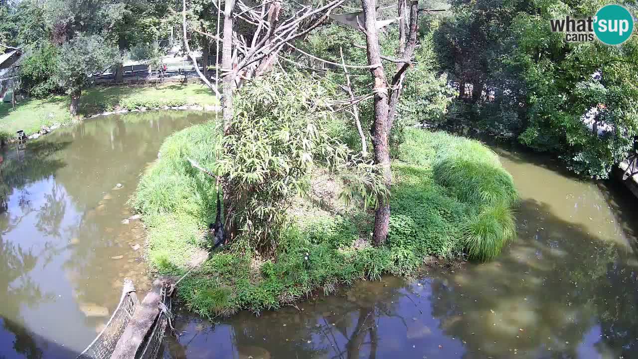 Südlicher Gelbwangen-Schopfgibbon Zoo Ljubljana webcam