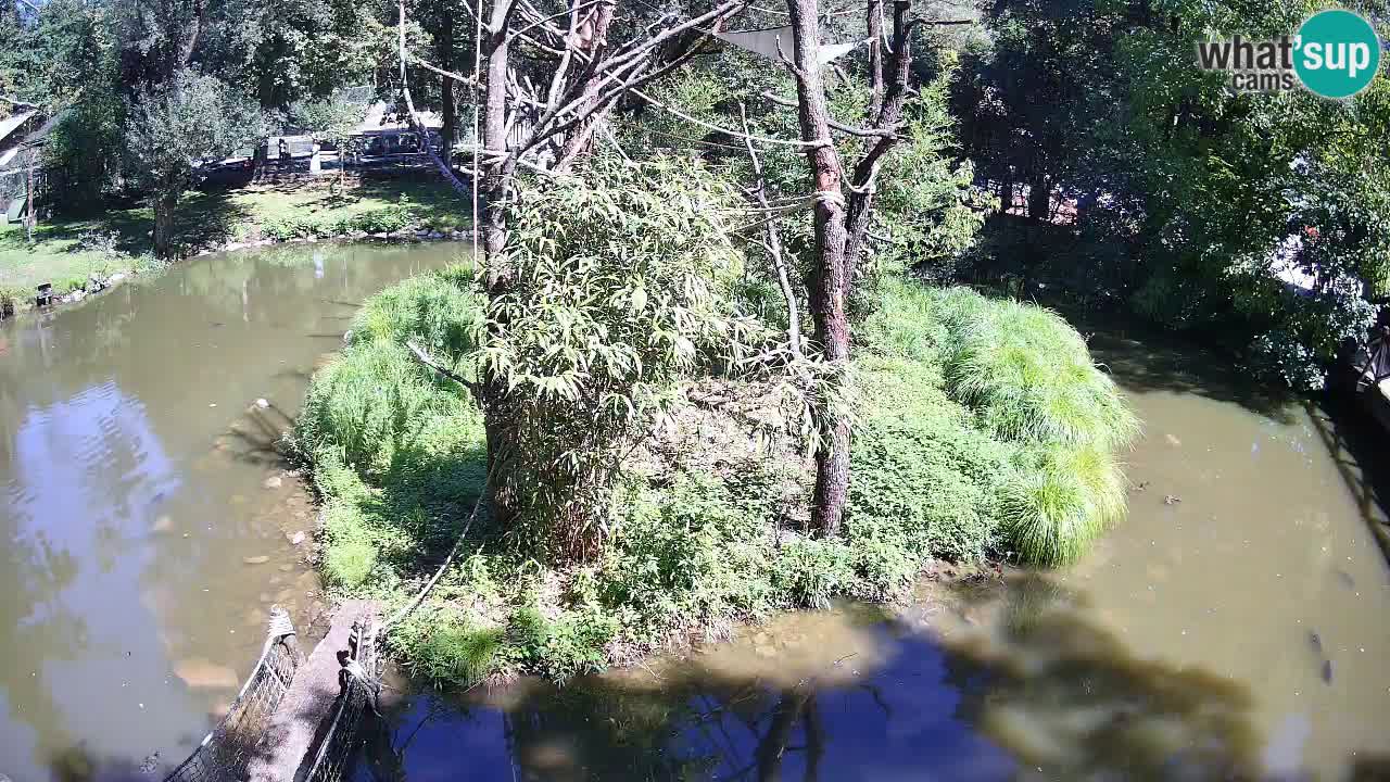 Südlicher Gelbwangen-Schopfgibbon Zoo Ljubljana webcam