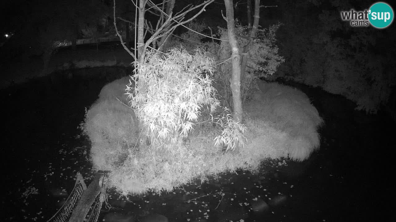 Yellow-cheeked gibbon Zoo Ljubljana livecam