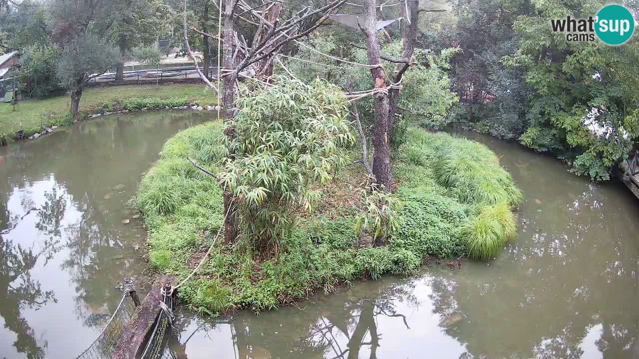 Yellow-cheeked gibbon Zoo Ljubljana livecam