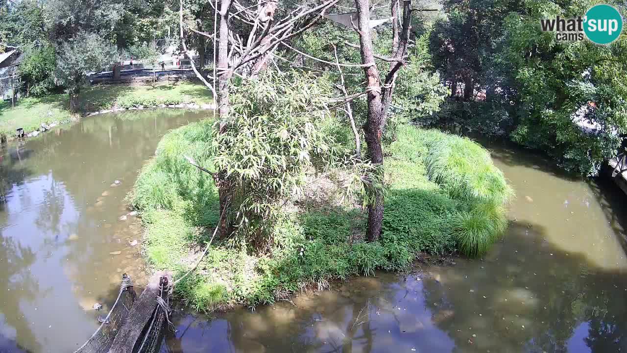 Gibbon à joues jaunes Zoo Ljubljana live cam