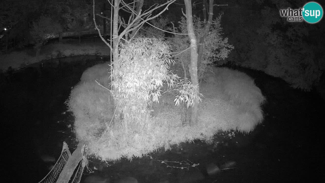 Gibon – Nomascus gabriellae – Zoo Ljubljana web kamera