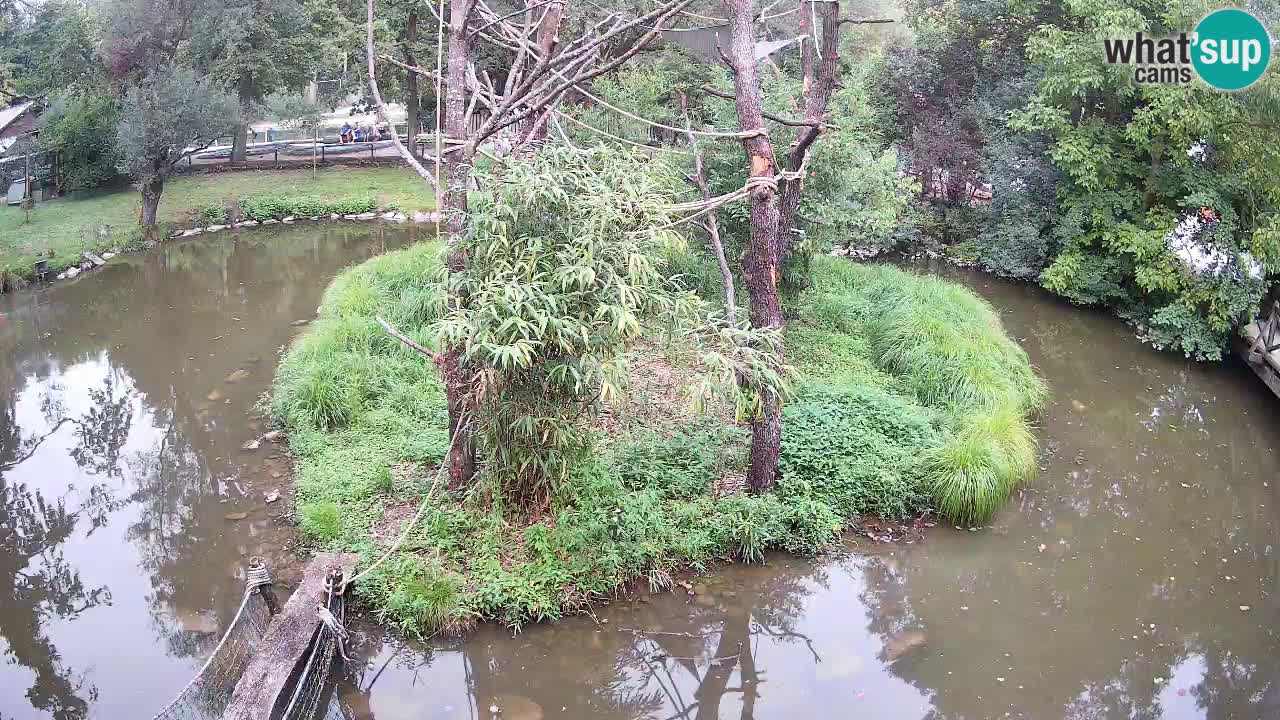 Gibbon à joues jaunes Zoo Ljubljana live cam