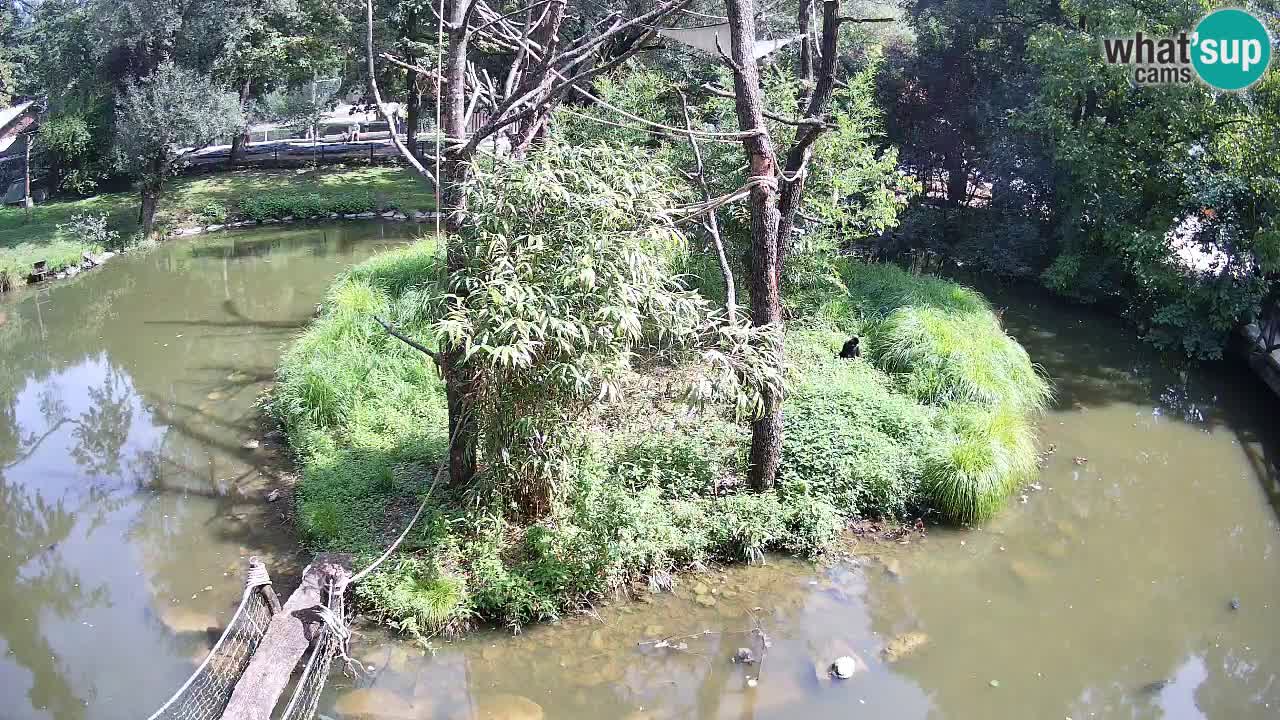 Südlicher Gelbwangen-Schopfgibbon Zoo Ljubljana webcam