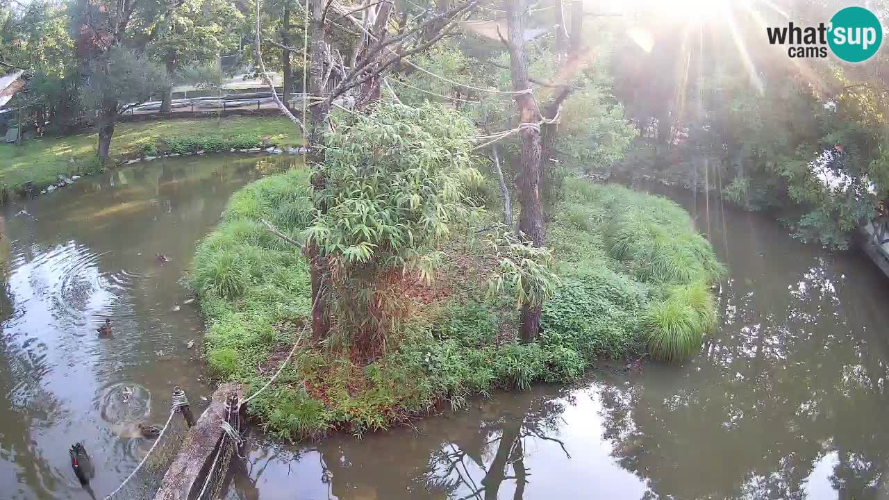 Gibbon à joues jaunes Zoo Ljubljana live cam