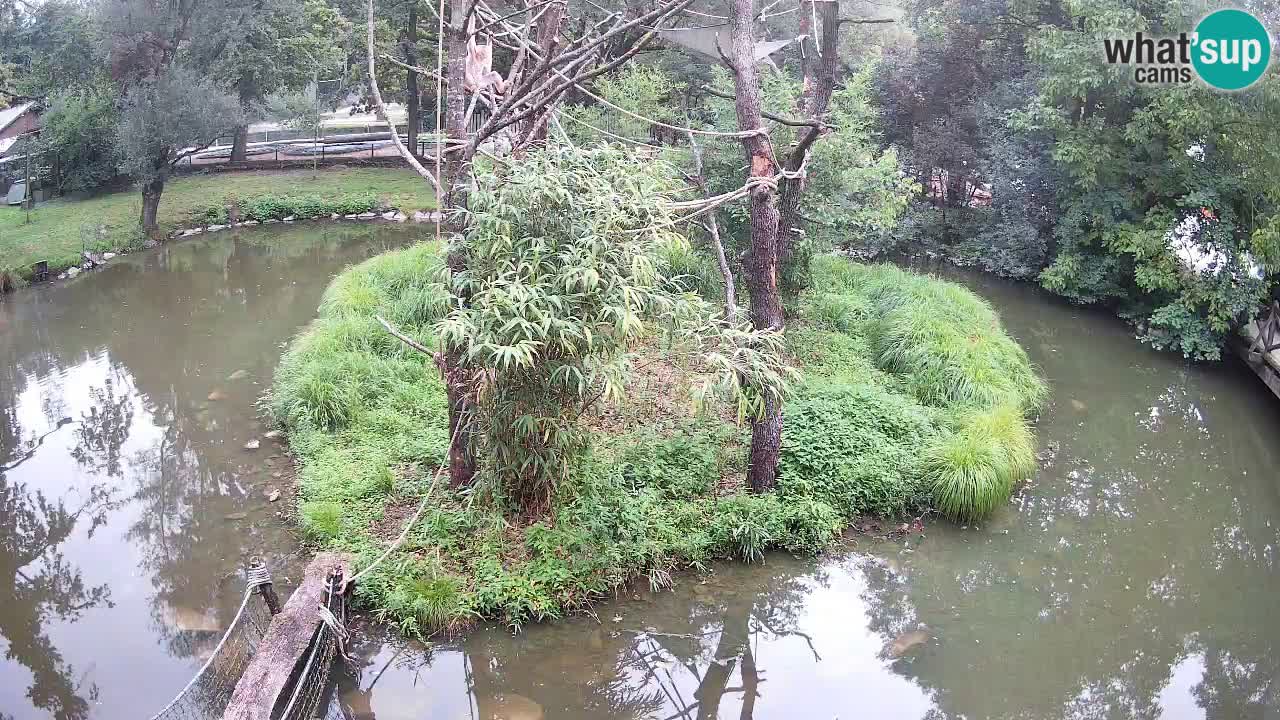 Gibbon à joues jaunes Zoo Ljubljana live cam