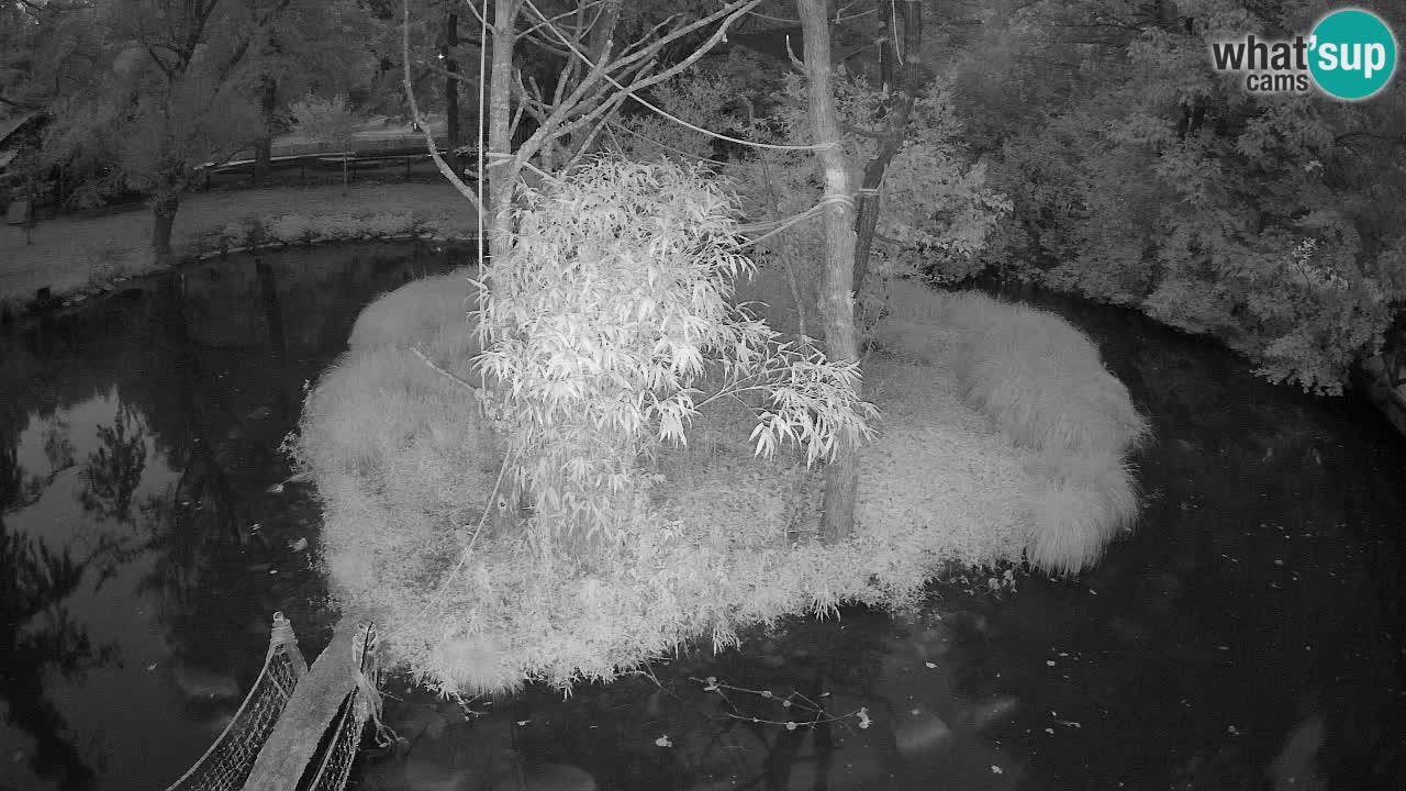 Yellow-cheeked gibbon Zoo Ljubljana livecam