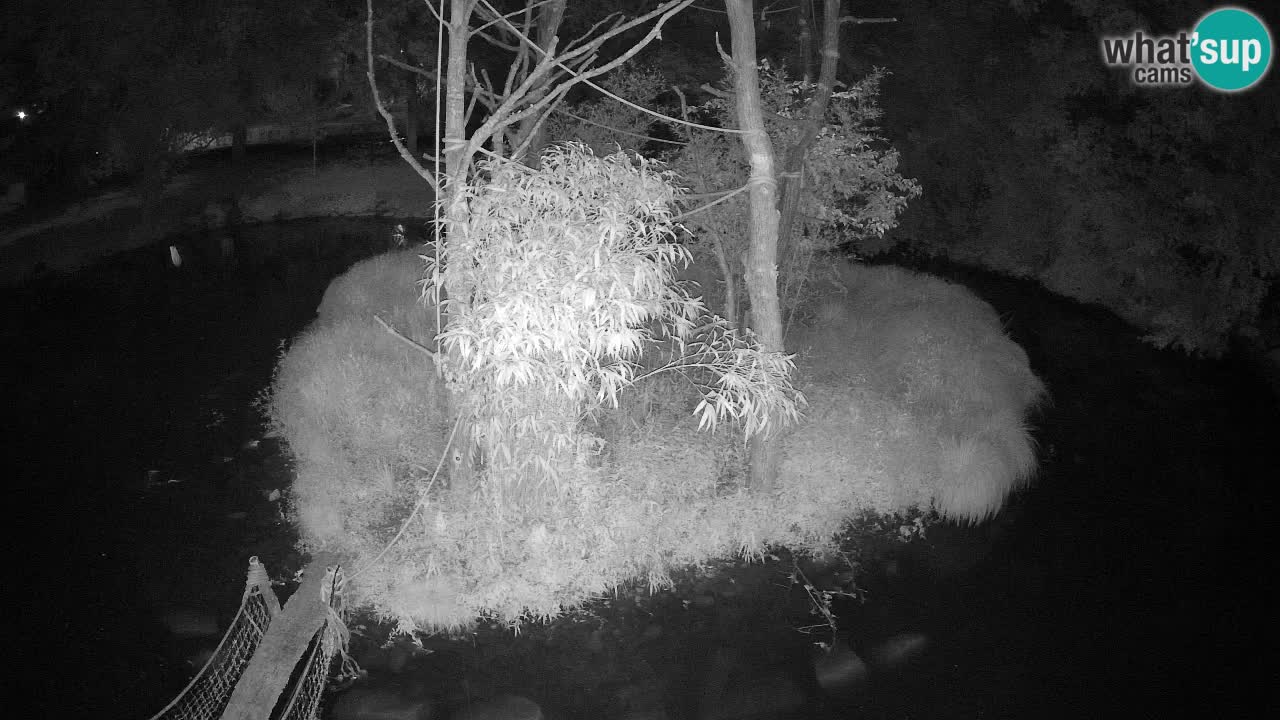 Gibbon à joues jaunes Zoo Ljubljana live cam