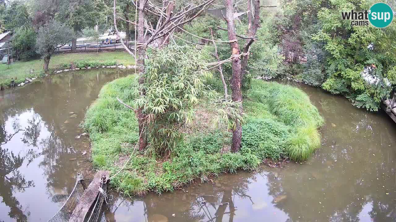 Südlicher Gelbwangen-Schopfgibbon Zoo Ljubljana webcam