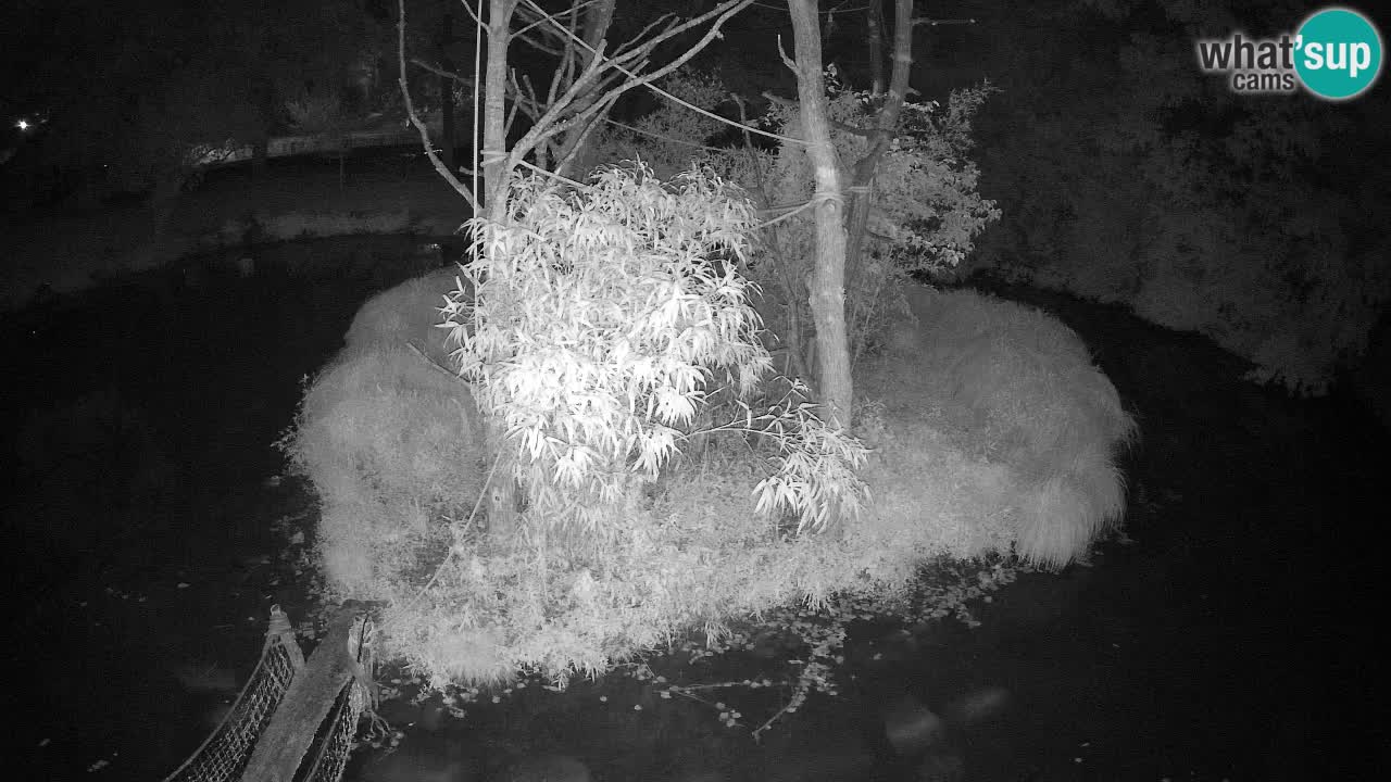 Gibbon à joues jaunes Zoo Ljubljana live cam