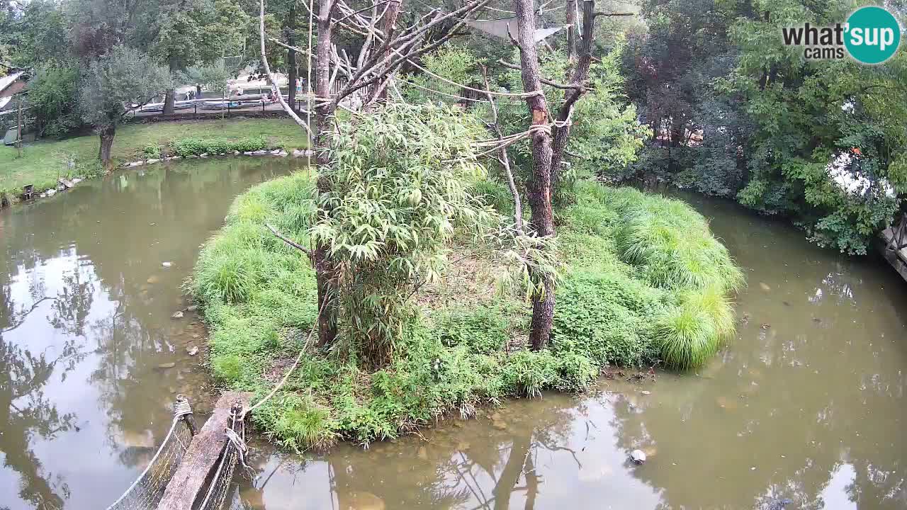 Südlicher Gelbwangen-Schopfgibbon Zoo Ljubljana webcam