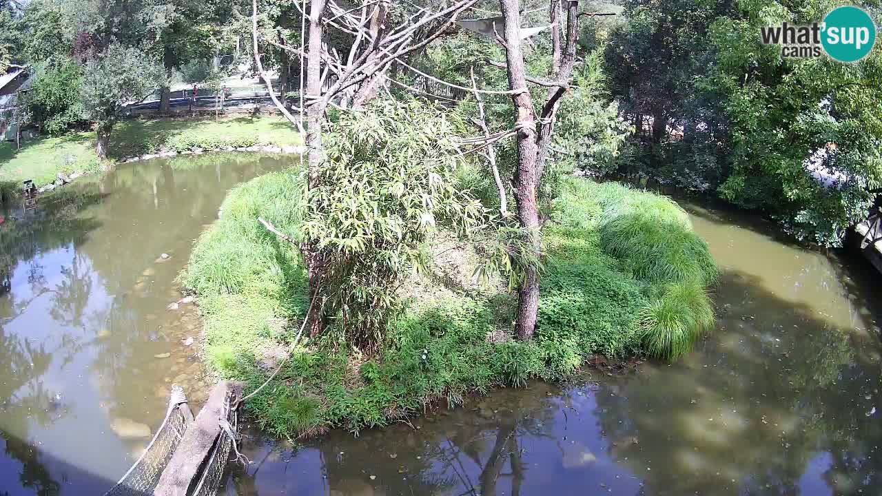 Gibbon à joues jaunes Zoo Ljubljana live cam