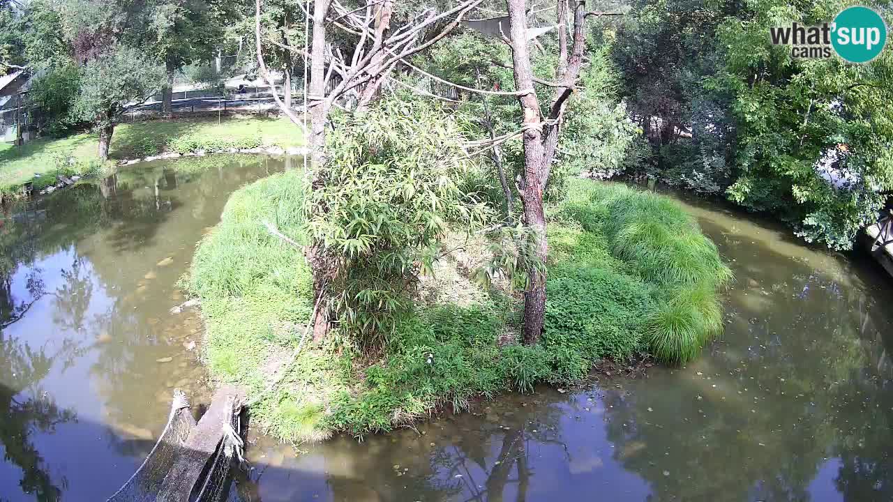 Yellow-cheeked gibbon Zoo Ljubljana livecam