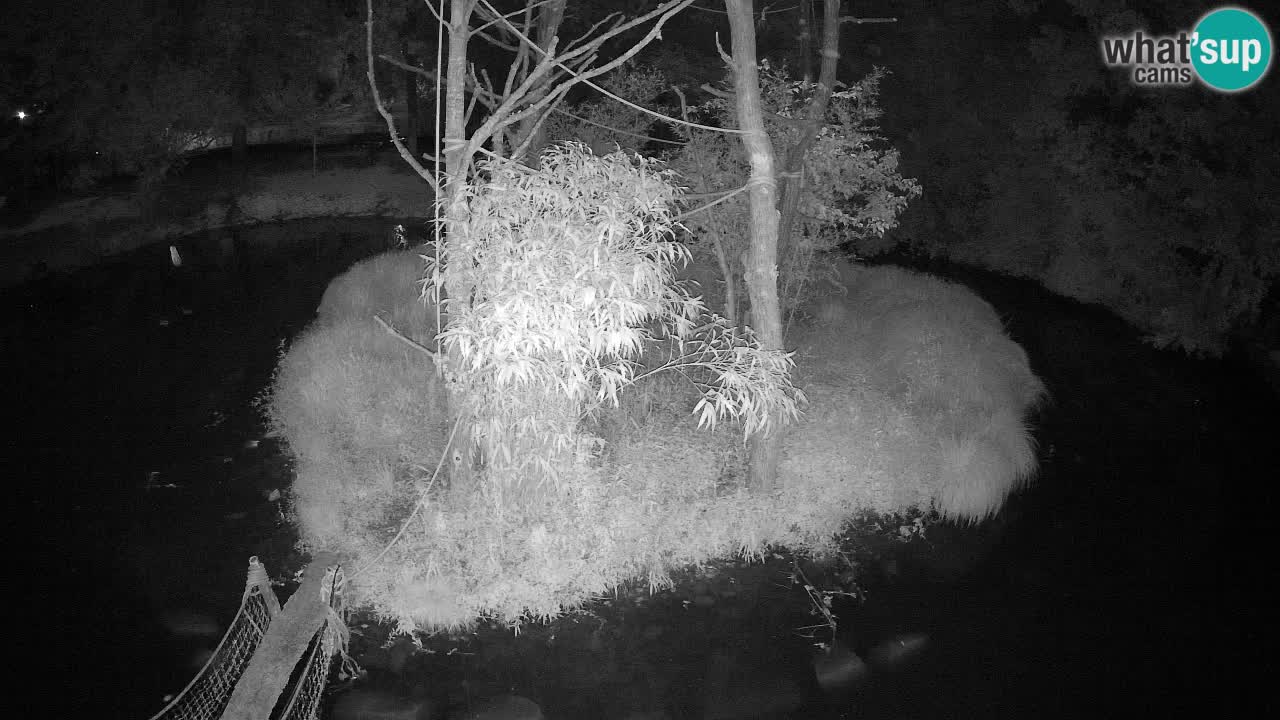 Gibon – Nomascus gabriellae – Zoo Ljubljana web kamera