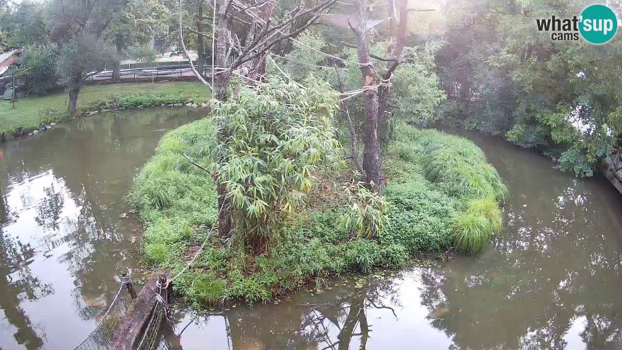 Südlicher Gelbwangen-Schopfgibbon Zoo Ljubljana webcam